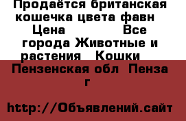 Продаётся британская кошечка цвета фавн › Цена ­ 10 000 - Все города Животные и растения » Кошки   . Пензенская обл.,Пенза г.